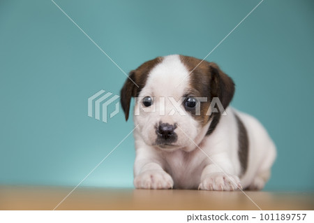 Cute puppy dog, animals concept 101189757