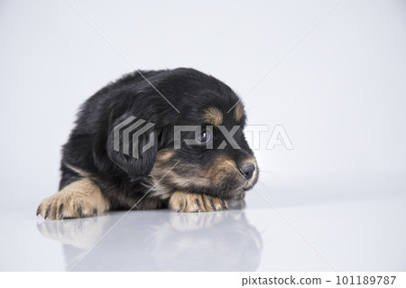 A small dog on a white background A small dog on a white background 101189787