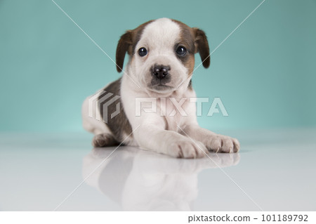 Cute puppy dog, animals concept Cute puppy dog, animals concept 101189792