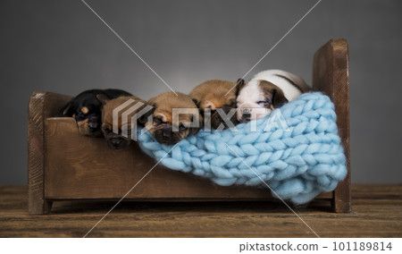 Dogs sleep on a small wooden bed Dogs sleep on a small wooden bed 101189814
