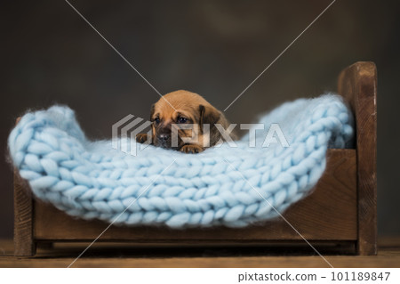 Little puppy breed is sleeping 101189847