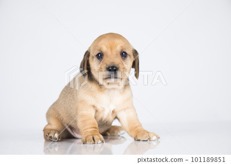 Pet, dog puppy animals concept Pet, dog puppy animals concept 101189851