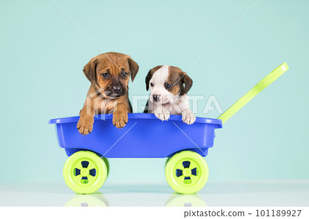 Cute doggies in a toy wagon 101189927