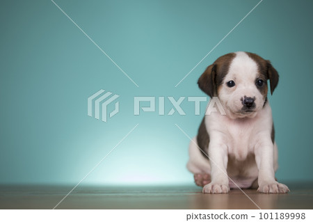 Cute puppy dog, animals concept 101189998