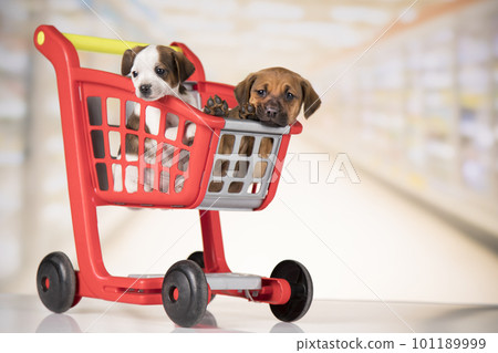 Little doggies in a shopping cart 101189999