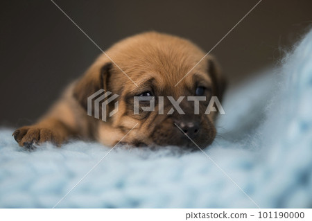 Dog sleep on a small wooden bed 101190000