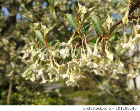 Gummy flowers 101190146