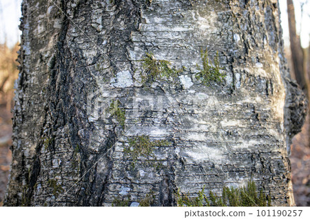 Gray spotted and cracked natural texture tree bark surface with small green moss pieces on sunset forest background 101190257