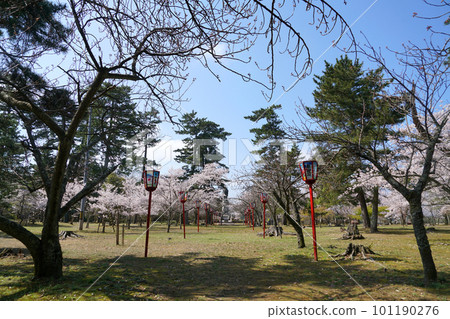 Yoshizaki Gobo with cherry blossoms Spring Rennyo Shonin Yoshizaki Gobo with cherry blossoms Spring Rennyo Shonin 101190276