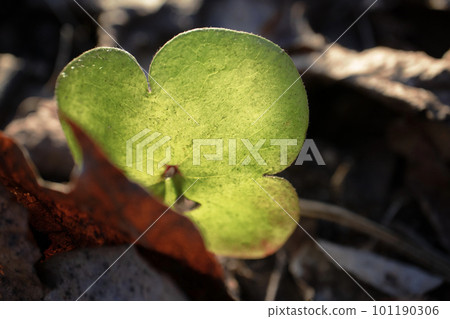 Fresh and green triple circle anemone leaf against sunset light on nature abstract dry brown leaves blur background 101190306