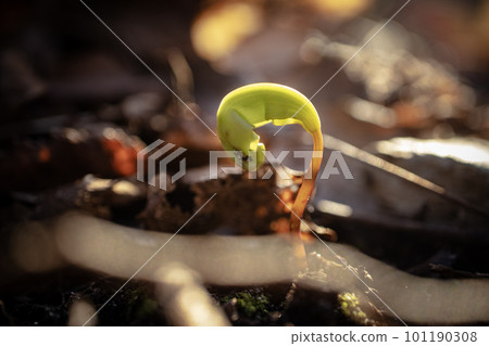 New born green maple sprout from the seed in spring on dry brown leaves background in sunset light bokeh photography 101190308