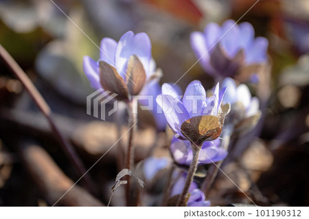 Anemone Hepatica nobilis blooms with violet flowers, against the background of dry brown tree leaves in sunset light side view Anemone Hepatica nobilis blooms with violet flowers, against the background of dry brown tree leaves in sunset light side view 101190312