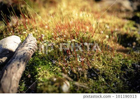 Green moss carpen with red stems and water drops in sunlight 101190313