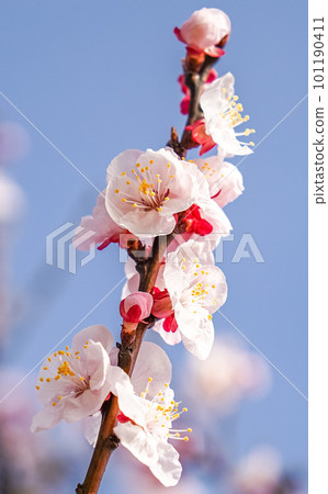 在藍天的李子開花 在藍天的李子開花 101190411