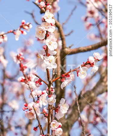 在藍天的李子開花 在藍天的李子開花 101190417