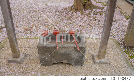 The precincts of a shrine with scattered cherry blossom petals The precincts of a shrine with scattered cherry blossom petals 101190427