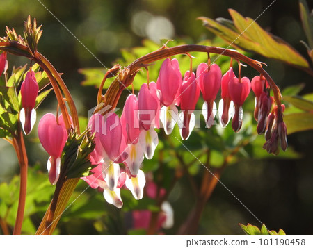 Lamprocapnos vine 101190458