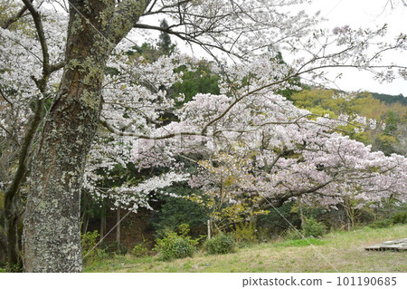 染井吉野和橫和櫻 染井吉野和橫和櫻 101190685