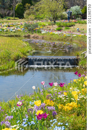 Spring Wildflower Garden Bluebonnets, beautiful flowers <Nagoya City, Aichi Prefecture> 101190750