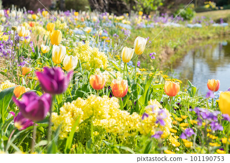 春天的野花 矢車菊、美麗的花朵<愛知縣名古屋市> 101190753