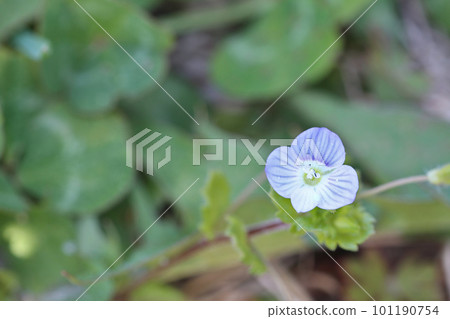 Blue Veronica flowers blooming in a spring field Blue Veronica flowers blooming in a spring field 101190754