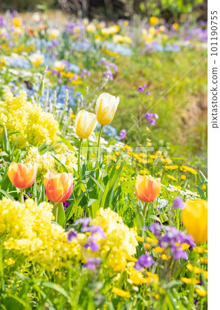 Spring Wildflower Garden Bluebonnets, beautiful flowers <Nagoya City, Aichi Prefecture> Spring Wildflower Garden Bluebonnets, beautiful flowers <Nagoya City, Aichi Prefecture> 101190755