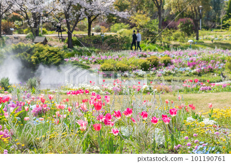 春天的野花 矢車菊、美麗的花朵<愛知縣名古屋市> 春天的野花 矢車菊、美麗的花朵<愛知縣名古屋市> 101190761