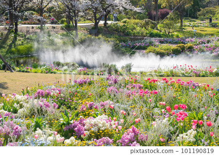 Spring Wildflower Garden Bluebonnets, beautiful flowers <Nagoya City, Aichi Prefecture> Spring Wildflower Garden Bluebonnets, beautiful flowers <Nagoya City, Aichi Prefecture> 101190819