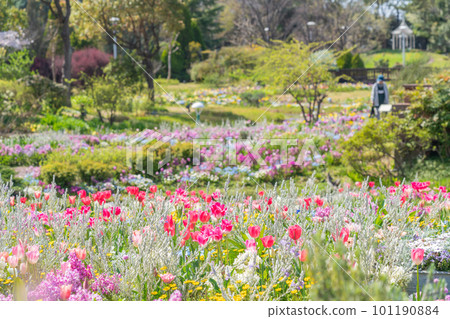 Spring Wildflower Garden Bluebonnets, beautiful flowers <Nagoya City, Aichi Prefecture> Spring Wildflower Garden Bluebonnets, beautiful flowers <Nagoya City, Aichi Prefecture> 101190884