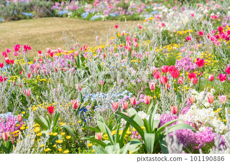Spring Wildflower Garden Bluebonnets, beautiful flowers <Nagoya City, Aichi Prefecture> Spring Wildflower Garden Bluebonnets, beautiful flowers <Nagoya City, Aichi Prefecture> 101190886
