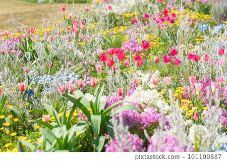 Spring Wildflower Garden Bluebonnets, beautiful flowers <Nagoya City, Aichi Prefecture> Spring Wildflower Garden Bluebonnets, beautiful flowers <Nagoya City, Aichi Prefecture> 101190887