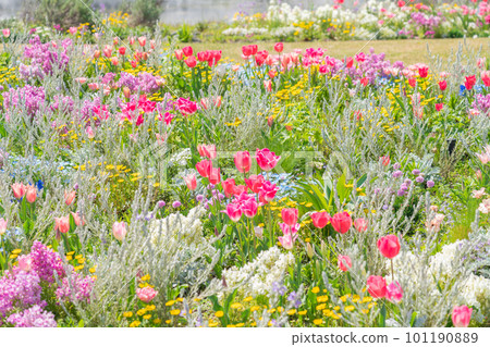 Spring Wildflower Garden Bluebonnets, beautiful flowers <Nagoya City, Aichi Prefecture> Spring Wildflower Garden Bluebonnets, beautiful flowers <Nagoya City, Aichi Prefecture> 101190889