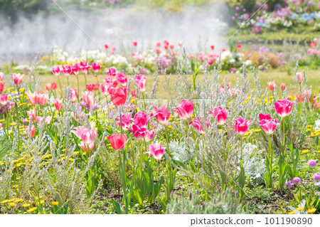 Spring Wildflower Garden Bluebonnets, beautiful flowers <Nagoya City, Aichi Prefecture> Spring Wildflower Garden Bluebonnets, beautiful flowers <Nagoya City, Aichi Prefecture> 101190890