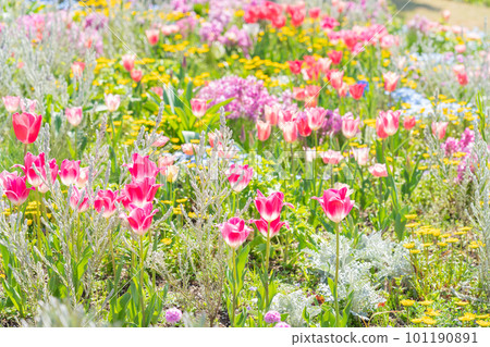 Spring Wildflower Garden Bluebonnets, beautiful flowers <Nagoya City, Aichi Prefecture> Spring Wildflower Garden Bluebonnets, beautiful flowers <Nagoya City, Aichi Prefecture> 101190891