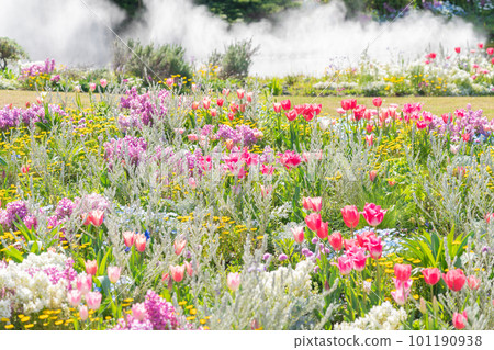 Spring Wildflower Garden Bluebonnets, beautiful flowers <Nagoya City, Aichi Prefecture> Spring Wildflower Garden Bluebonnets, beautiful flowers <Nagoya City, Aichi Prefecture> 101190938
