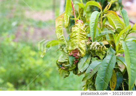 Peach leaves are affected by fungus. Concept of diseases and pests on tree. Curly peach leaves. 101191097