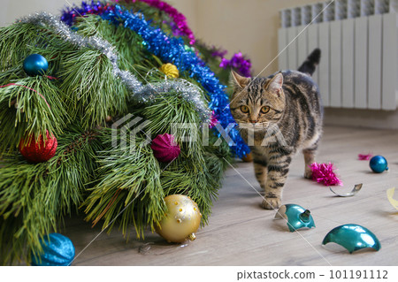 The cat filled up the Christmas tree for the New Year. Christmas tree toys were broken. 101191112