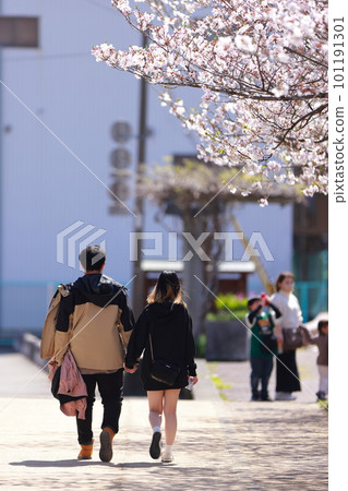 Lovers walking along cherry blossom trees 101191301