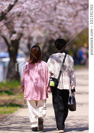Lovers walking along cherry blossom trees 101191302