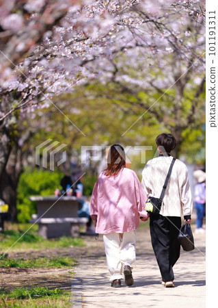 沿著櫻花樹散步的戀人 沿著櫻花樹散步的戀人 101191311