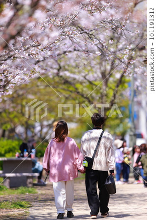 沿著櫻花樹散步的戀人 沿著櫻花樹散步的戀人 101191312