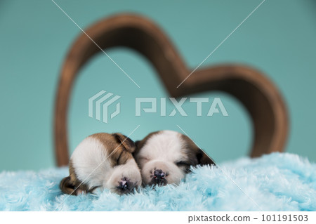Love dogs in are sleeping 101191503