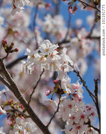 Cherry blossom in full bloom 101191775