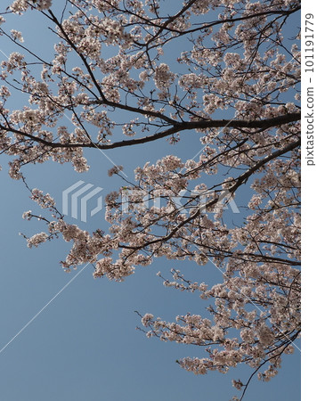 Cherry blossom in full bloom Cherry blossom in full bloom 101191779