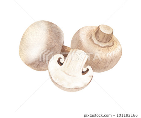 Watercolor group fresh champignon mushrooms. Hand-drawn illustration isolated on white background. Perfect concept for healthy food, design packing, concept for cafe, restaurant element, recipe book. 101192166