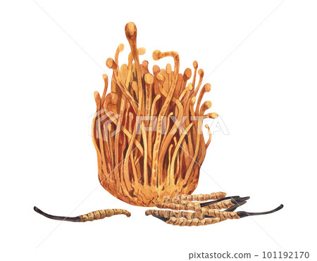 Watercolor fresh and dry Cordyceps militaris mushroom. Hand-drawn illustration isolated on white background. Perfect concept for healthy chinese medicine popular superfood, design packing. Watercolor fresh and dry Cordyceps militaris mushroom. Hand-drawn illustration isolated on white background. Perfect concept for healthy chinese medicine popular superfood, design packing. 101192170