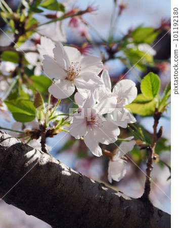 cherry blossom, images of spring, backgound 101192180