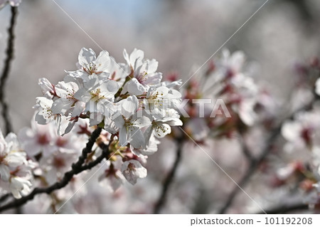 cherry blossom, images of spring, backgound 101192208