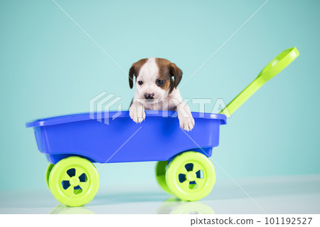 Little cute dog in a toy car Little cute dog in a toy car 101192527