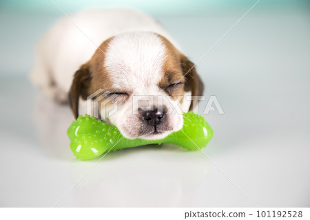 A little dog sleeps with a rubber bone 101192528